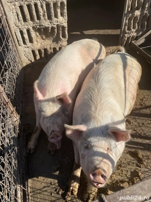 porci de vanzare - imagine 2