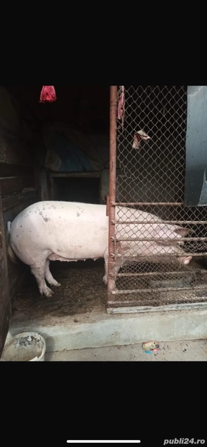 porc de vanzare  - imagine 2