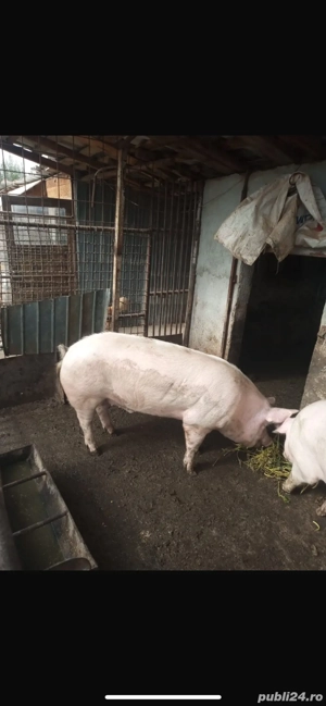porc de vanzare 