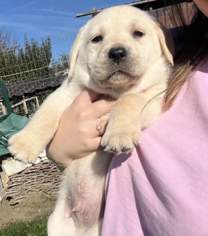 Pui Labrador Retriever disponibili!