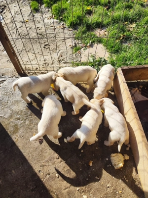 Pui Labrador Retriever disponibili! - imagine 2