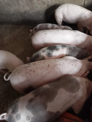 Șoldani disponibili 