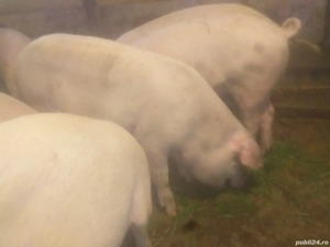 porci de vinzare 100 120 kg