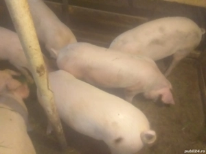 porci de vinzare 100 120 kg - imagine 2