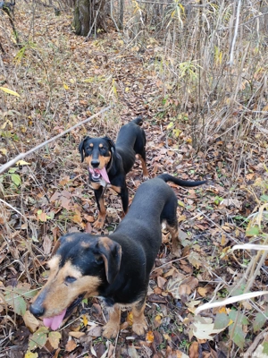 Câine de vânatoare Copoi ardelenesc