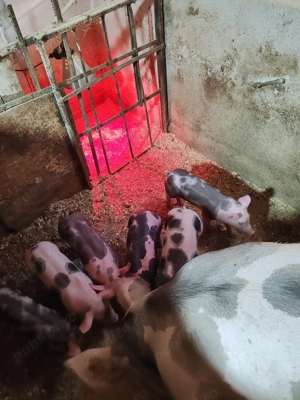 Purcei pietrain belgian 