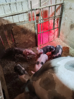 Purcei pietrain belgian  - imagine 3