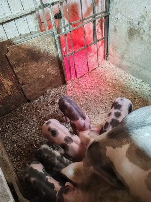 Purcei pietrain belgian  - imagine 2