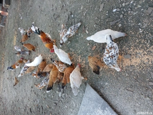 vand gaini pitice - imagine 3