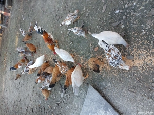 vand gaini pitice - imagine 2