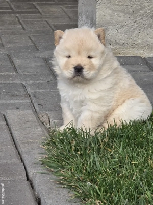 chow chow de vanzare