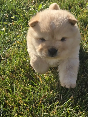 chow chow de vanzare - imagine 3