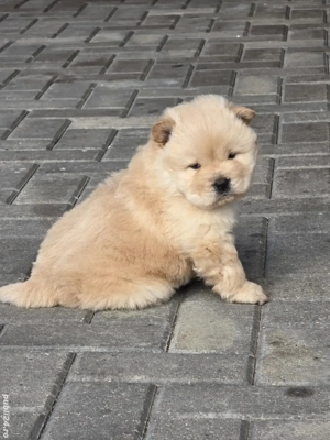 chow chow de vanzare - imagine 2