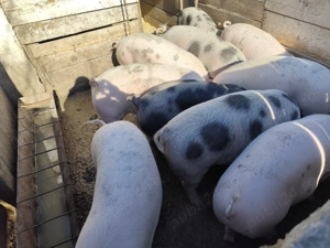 Porci grași 80 ,90,100