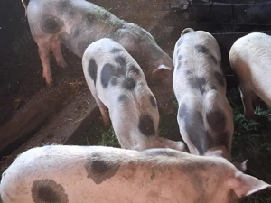 Porci crescuți în propria gospodărie  - imagine 2