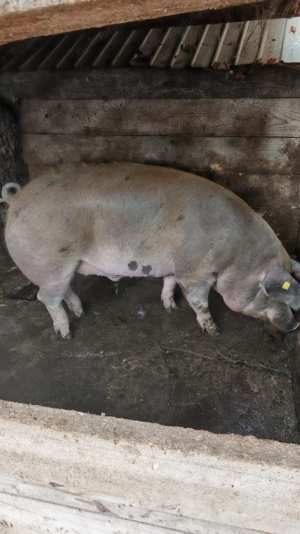 P o r c i   d e  v â n z a r e 