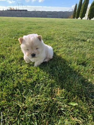 chow chow de vanzare - imagine 4