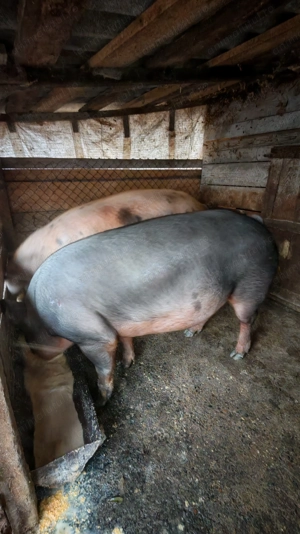 P o r c i    d e    v ân z a r e - imagine 4