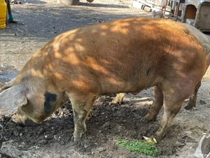 vand porci - imagine 5