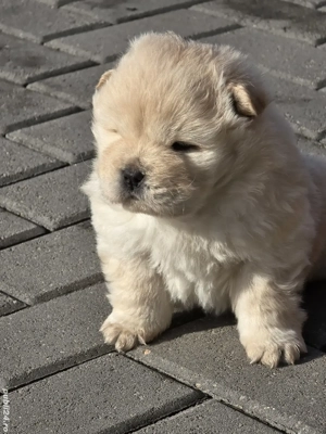 chow chow de vanzare - imagine 5