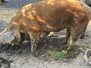 vand porci - imagine 3