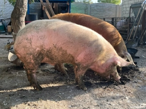 vand porci - imagine 2