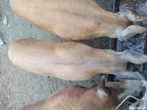 vinzare Duroc - imagine 4