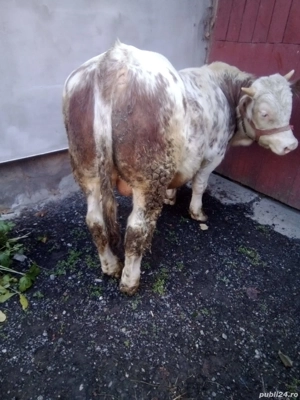 vand turas mama baltata tatal angus roșu de 1 an  - imagine 2