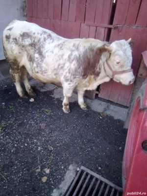 vand turas mama baltata tatal angus roșu de 1 an 