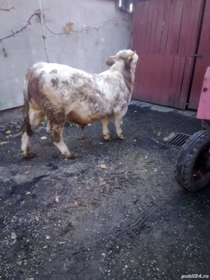 vand turas mama baltata tatal angus roșu de 1 an  - imagine 5