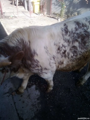 vand turas mama baltata tatal angus roșu de 1 an  - imagine 3