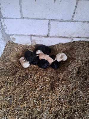 11 pui de labrador Albi si Negri - imagine 2