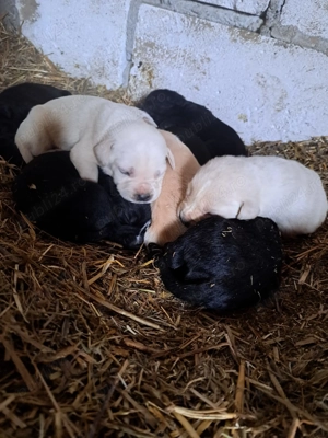 11 pui de labrador Albi si Negri