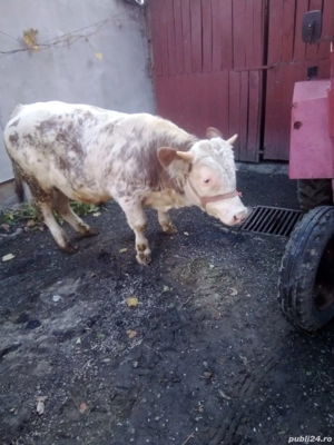vand turas mama baltata tatal angus roșu de 1 an  - imagine 4