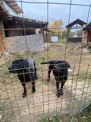 11 pui de labrador Albi si Negri - imagine 3