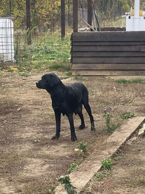 11 pui de labrador Albi si Negri - imagine 5