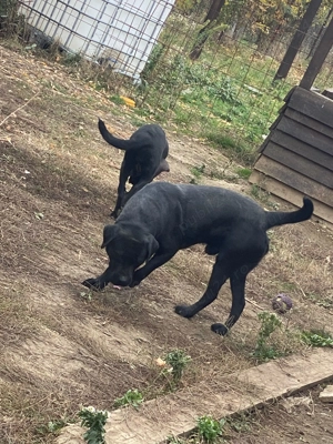 11 pui de labrador Albi si Negri - imagine 4