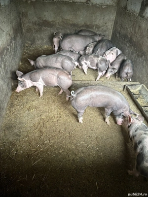 vand purcei pietrain