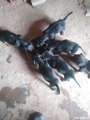 Vînd căței rasa tekel 