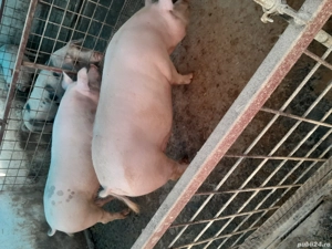 porci de vanzare - imagine 2