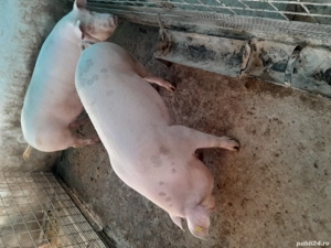 porci de vanzare - imagine 3