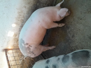 porci de vanzare - imagine 4