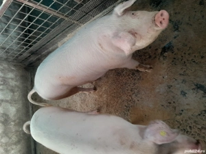 porci de vanzare - imagine 5