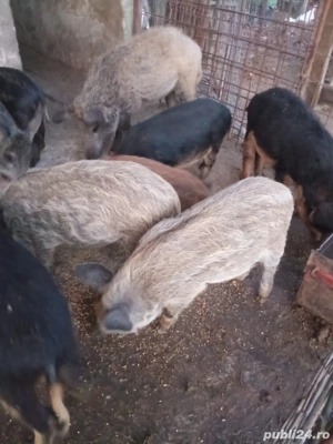 Vând purcei de mangaliță 