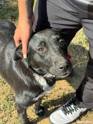 Pui de Labrador si ciobănesc belgian  - imagine 3