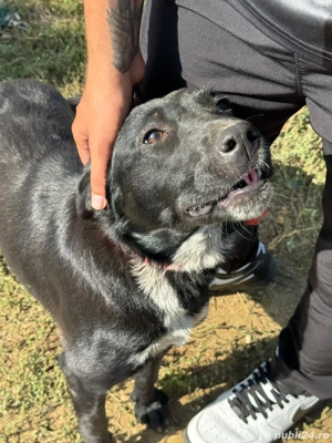 Pui de Labrador si ciobănesc belgian  - imagine 2