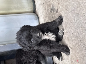 Căței  de întors oile