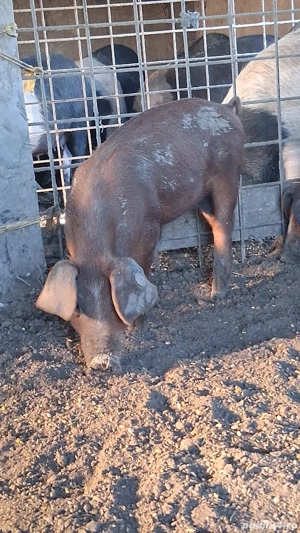 Scrofițe duroc pietrain