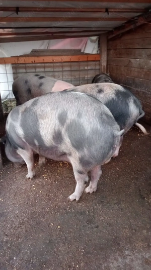 Vand porc de sacrificat - imagine 2