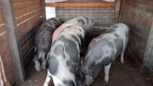 Vand porc de sacrificat